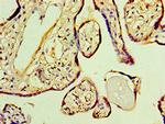 FKBP2 Antibody in Immunohistochemistry (Paraffin) (IHC (P))