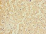 GADD45G Antibody in Immunohistochemistry (Paraffin) (IHC (P))