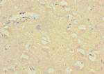 GADD45G Polyclonal Antibody