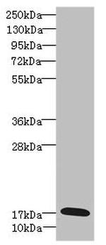 GADD45G Antibody in Western Blot (WB)