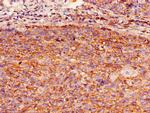 GBP2 Antibody in Immunohistochemistry (Paraffin) (IHC (P))