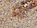 Connexin 50 Antibody in Immunohistochemistry (Paraffin) (IHC (P))