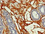 Connexin 50 Antibody in Immunohistochemistry (Paraffin) (IHC (P))