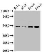 Connexin 50 Antibody in Western Blot (WB)