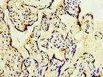 GOSR1 Antibody in Immunohistochemistry (Paraffin) (IHC (P))