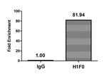 Mono-Methyl-Histone 1F0 (Lys101) Antibody in ChIP Assay (ChIP)