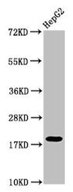 Mono-Methyl-Histone 1F0 (Lys101) Antibody in Western Blot (WB)