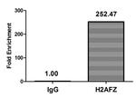 Acetyl-Histone H2A.Z (Lys11) Antibody in ChIP Assay (ChIP)