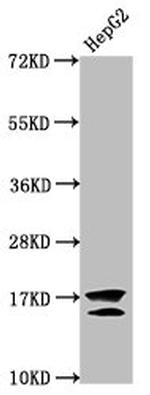 H2A.ZK11ac Antibody in Western Blot (WB)