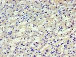HARS Polyclonal Antibody