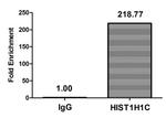 2-hydroxyisobutyryl-Histone H1.2 (Lys109) Antibody in ChIP Assay (ChIP)