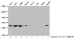 2-hydroxyisobutyryl-Histone H1.2 (Lys109) Antibody in Western Blot (WB)