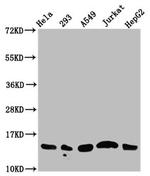 Acetyl-Histone Macro-H2A.1 (Lys13) Antibody in Western Blot (WB)