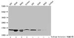 Formyl-Histone H2B (Lys116) Antibody in Western Blot (WB)