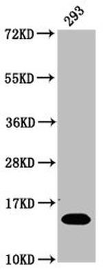 Glutaryl-Histone H2B (Lys116) Antibody in Western Blot (WB)