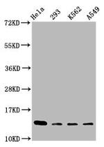 H2BK116me1 Polyclonal Antibody