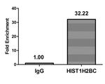 H2BK12cr Antibody in ChIP Assay (ChIP)