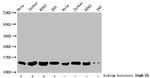 2-hydroxyisobutyryl-Histone H2B (Lys12) Antibody in Western Blot (WB)