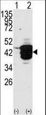 HDAC11 Antibody in Western Blot (WB)