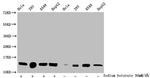 H2BK24ac Antibody in Western Blot (WB)