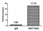 Phospho-Histone H3 (Thr3) Antibody in ChIP Assay (ChIP)