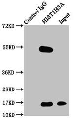 Phospho-Histone H3 (Thr3) Antibody in Immunoprecipitation (IP)