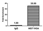 beta-hydroybutyryl-Histone H3 (Lys4) Antibody in ChIP Assay (ChIP)