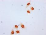 beta-hydroybutyryl-Histone H3 (Lys4) Antibody in Immunocytochemistry (ICC/IF)