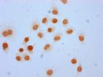 2-hydroxyisobutyryl-Histone H3 (Lys4) Antibody in Immunocytochemistry (ICC/IF)