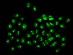 2-hydroxyisobutyryl-Histone H3 (Lys4) Antibody in Immunocytochemistry (ICC/IF)