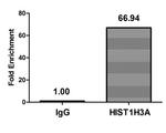 Butyryl-Histone H3 (Lys9) Antibody in ChIP Assay (ChIP)