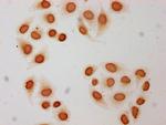 Butyryl-Histone H3 (Lys9) Antibody in Immunocytochemistry (ICC/IF)