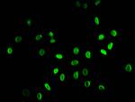 Butyryl-Histone H3 (Lys9) Antibody in Immunocytochemistry (ICC/IF)
