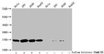 Butyryl-Histone H3 (Lys9) Antibody in Western Blot (WB)