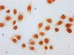 beta-hydroxybutyryl-Histone H3 (Lys122) Antibody in Immunocytochemistry (ICC/IF)