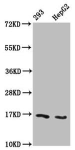 beta-hydroxybutyryl-Histone H3 (Lys122) Antibody in Western Blot (WB)
