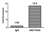 Butyryl-Histone H3 (Lys122) Antibody in ChIP Assay (ChIP)