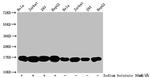 Formyl-Histone H3 (Lys122) Antibody in Western Blot (WB)