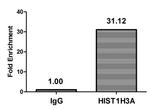 beta-hydroxybutyryl-Histone H3 (Lys18) Antibody in ChIP Assay (ChIP)