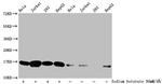 2-hydroxyisobutyryl-Histone H3 (Lys18) Antibody in Western Blot (WB)