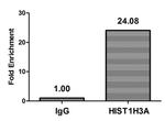 beta-hydroxybutyryl-Histone H3 (Lys23) Antibody in ChIP Assay (ChIP)