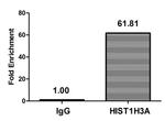 Butyryl-Histone H3 (Lys23) Antibody in ChIP Assay (ChIP)