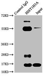 Butyryl-Histone H3 (Lys23) Antibody in Immunoprecipitation (IP)