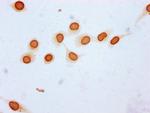 Butyryl-Histone H3 (Lys23) Antibody in Immunocytochemistry (ICC/IF)