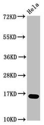 Formyl-Histone H3 (Lys23) Antibody in Western Blot (WB)
