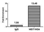 2-hydroxyisobutyryl-Histone H3 (Lys23) Antibody in ChIP Assay (ChIP)