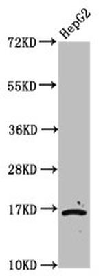 2-hydroxyisobutyryl-Histone H3 (Lys23) Antibody in Western Blot (WB)