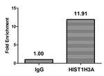 beta-hydroxybutyryl-Histone H3 (Lys27) Antibody in ChIP Assay (ChIP)