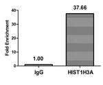 Butyryl-Histone H3 (Lys27) Antibody in ChIP Assay (ChIP)