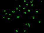 Butyryl-Histone H3 (Lys27) Antibody in Immunocytochemistry (ICC/IF)
